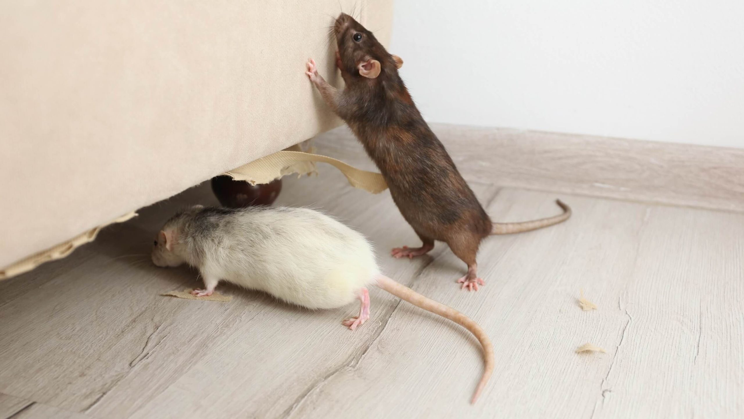Bekæmpelse af rotter